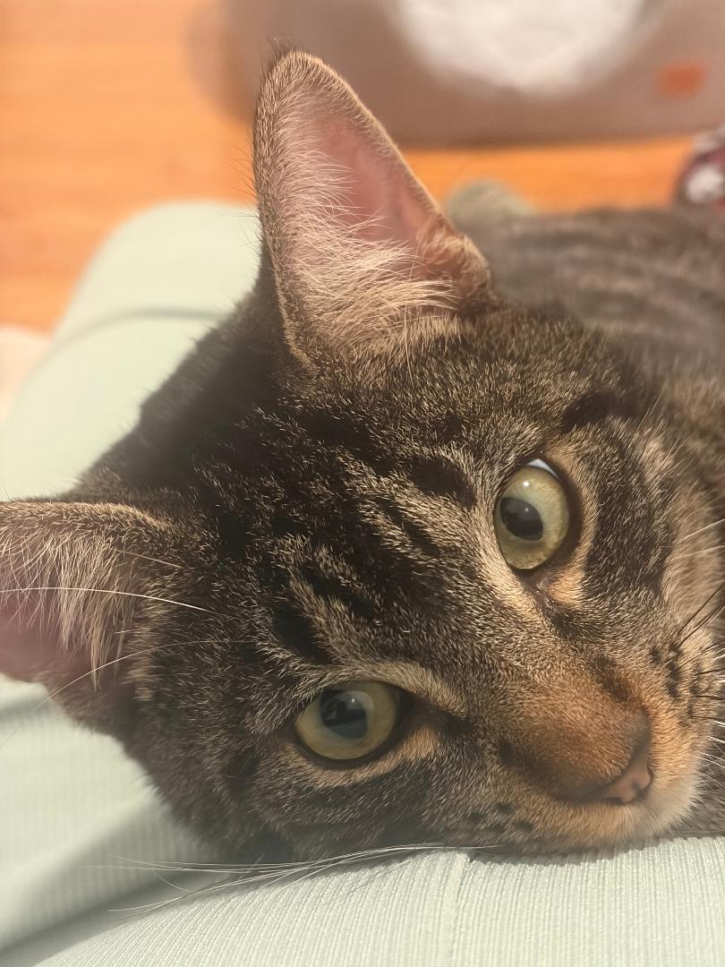 Enlarge Baby  , a ADOPTABLE Domestic Short Hair in Oceanside, CA image 6/6