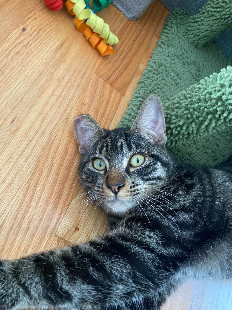 Enlarge Baby  , a ADOPTABLE Domestic Short Hair in Oceanside, CA image 3/6