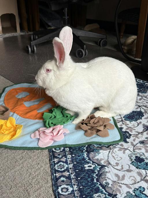 Enlarge Valerie, a ADOPTABLE New Zealand in Iowa City, IA image 5/6