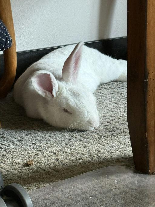 Enlarge Valerie, a ADOPTABLE New Zealand in Iowa City, IA image 4/6