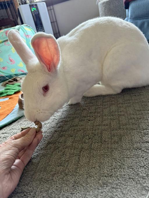 Enlarge Valerie, a ADOPTABLE New Zealand in Iowa City, IA image 2/6