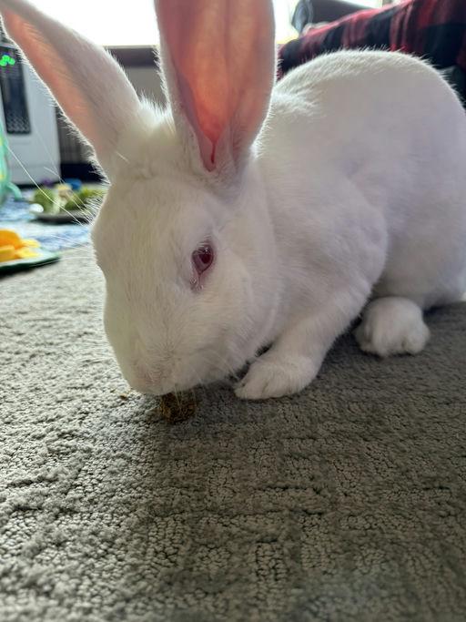 Enlarge Valerie, a ADOPTABLE New Zealand in Iowa City, IA image 3/6