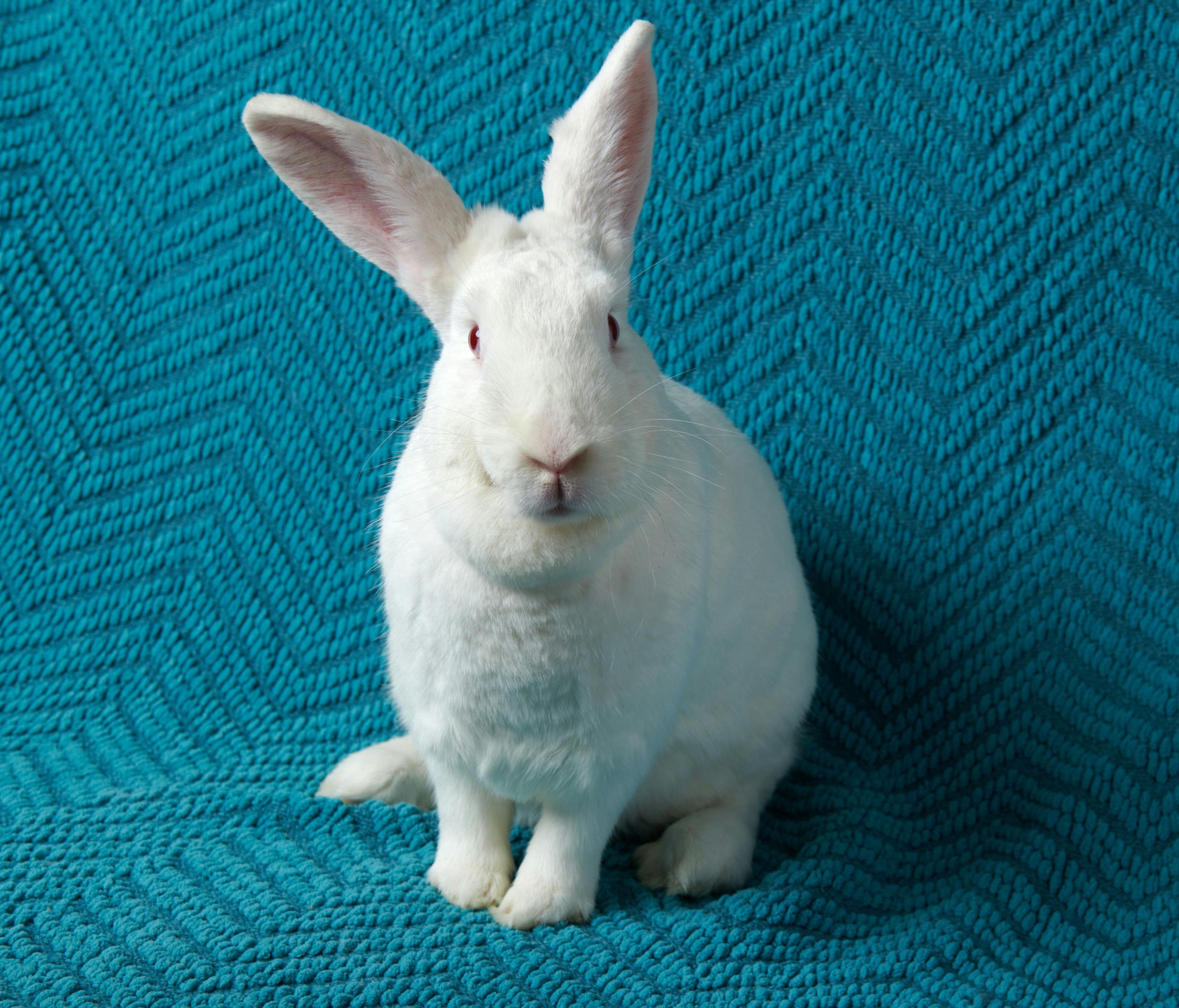 Valerie, ADOPTABLE, Adult Female New Zealand.