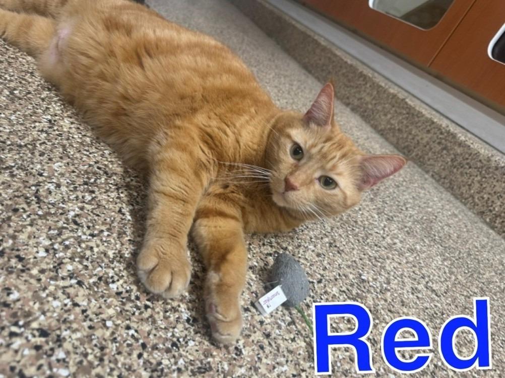 RED, Adoptable, Adult Male Domestic Short Hair.