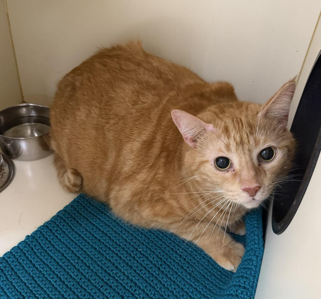 Enlarge RED, a Adoptable mixed breed in Hastings, MI image 1/1