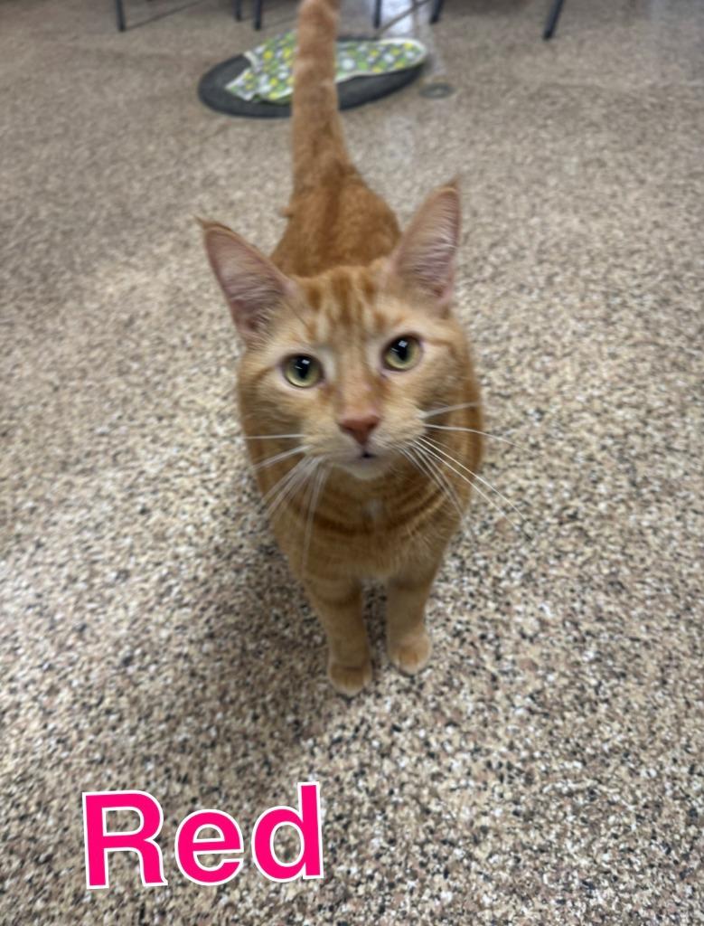 Enlarge RED, a Adoptable mixed breed in Hastings, MI image 2/2
