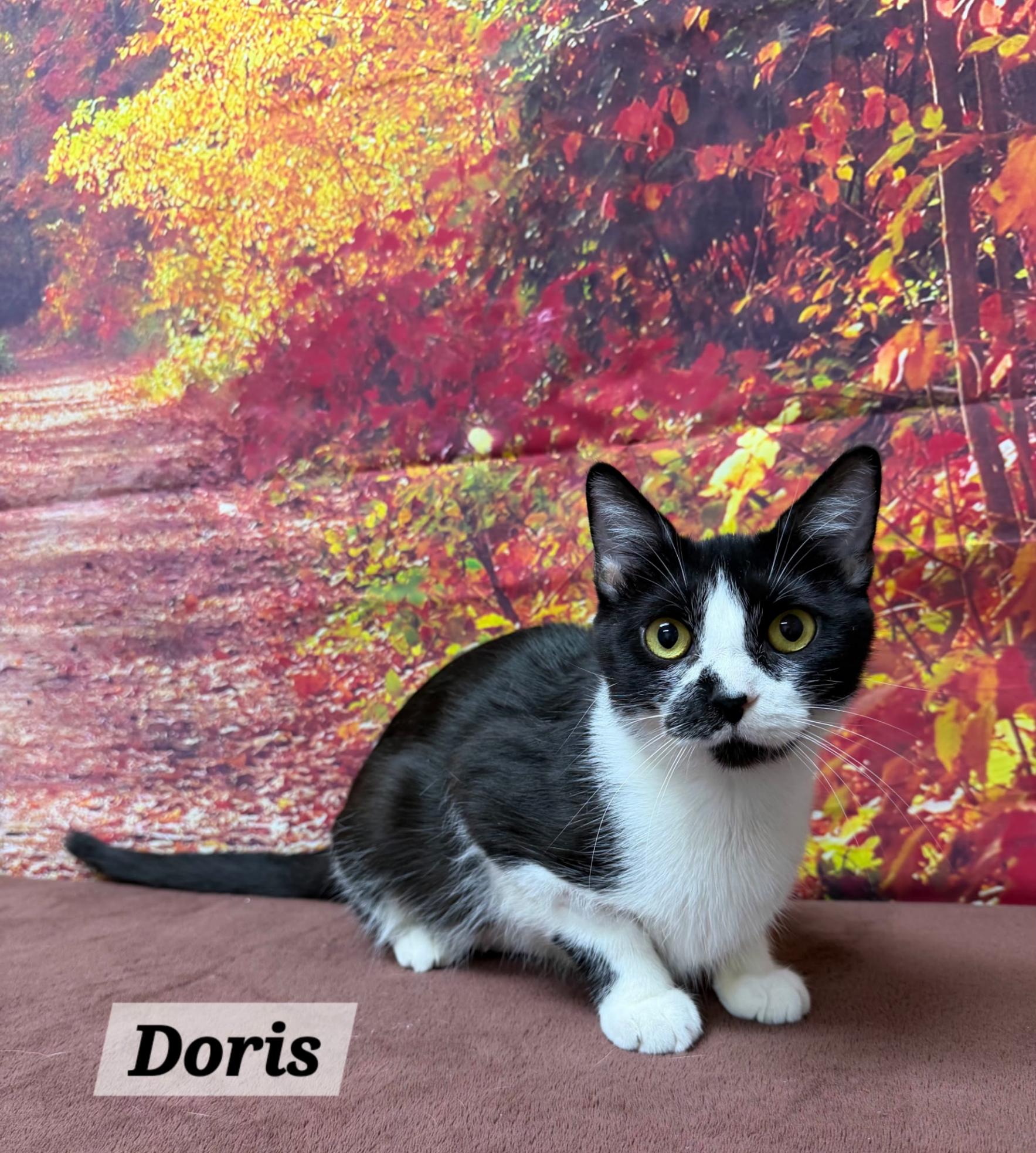 Doris, Adoptable, Adult Female Domestic Short Hair.