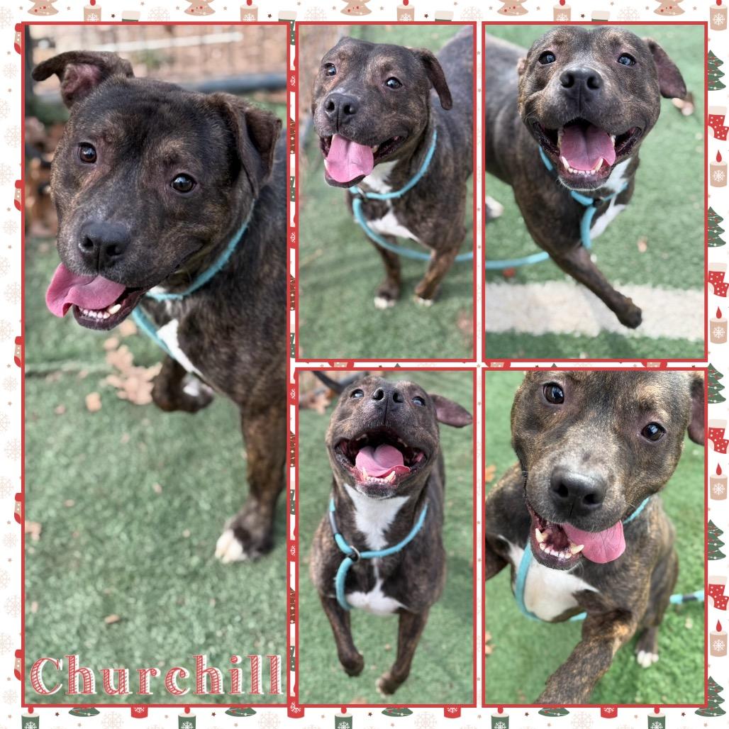 Churchill, Adoptable, Adult Male Pit Bull Terrier & Mixed Breed.