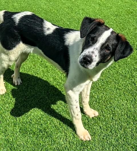 Enlarge Willie, an adopted mixed breed in Frederick, MD image 2/3