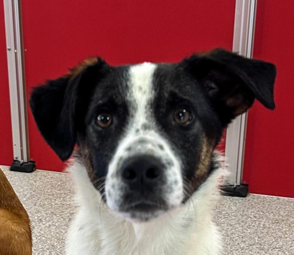 Enlarge Willie, an adopted mixed breed in Frederick, MD image 1/3