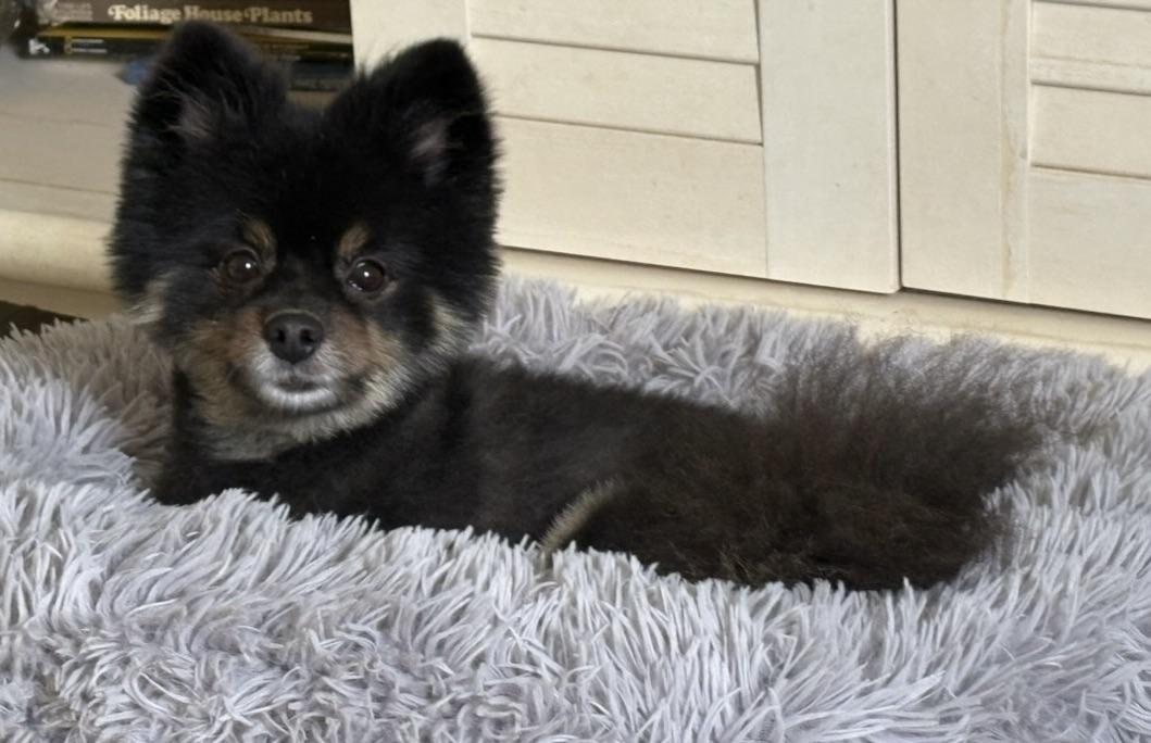 Two Little ones!!!, Adoptable, Senior Female Shih Tzu.