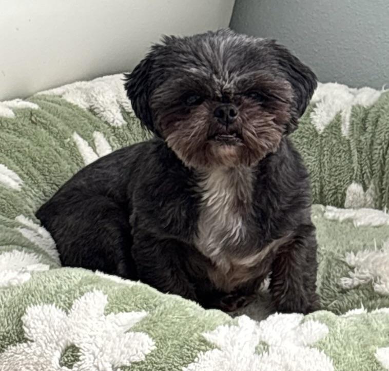 Enlarge Two Little ones!!!, a Adoptable Shih Tzu in Fort Myers Beach, FL image 2/5