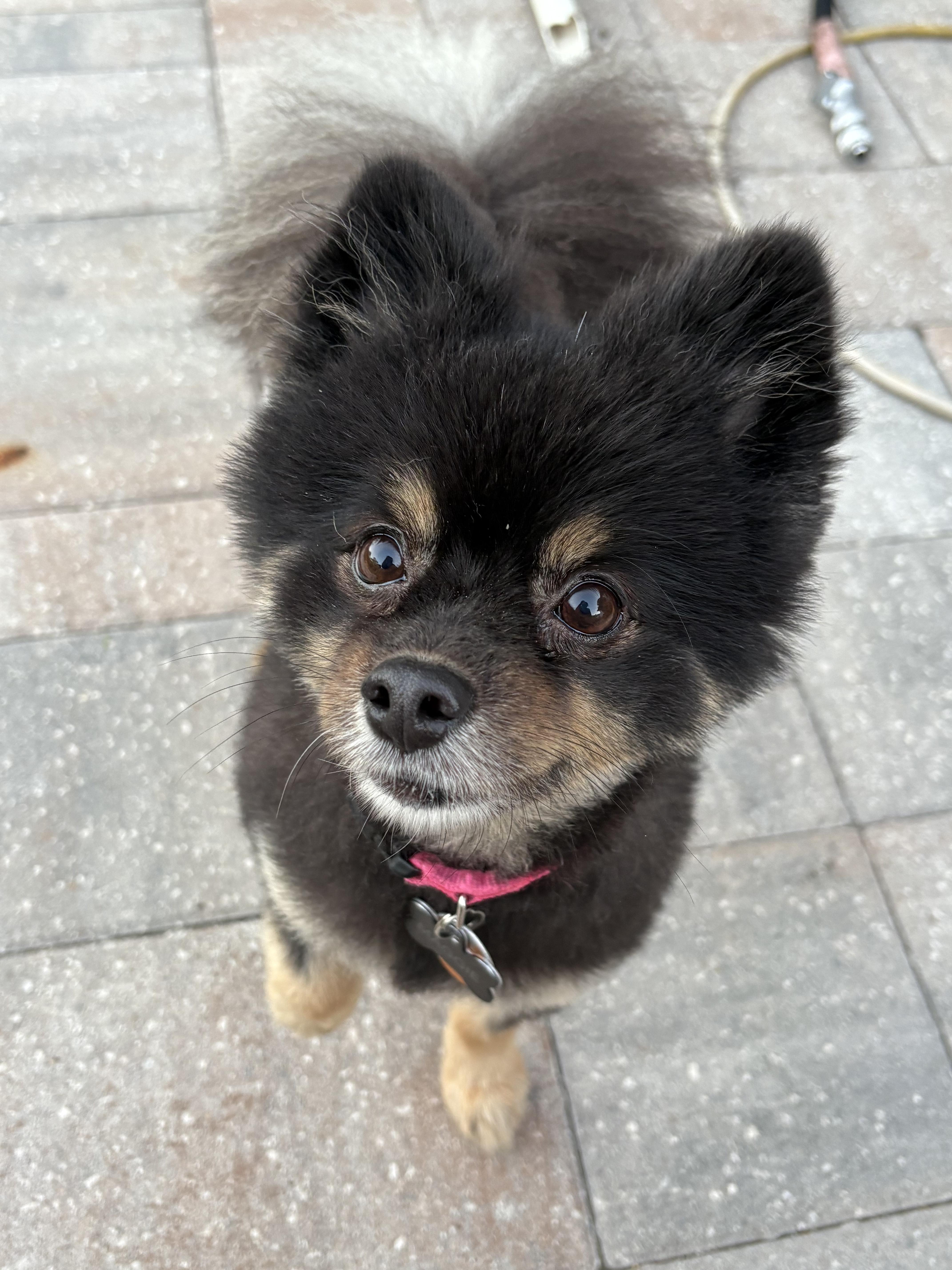 Enlarge Two Little ones!!!, a Adoptable Shih Tzu in Fort Myers Beach, FL image 4/5