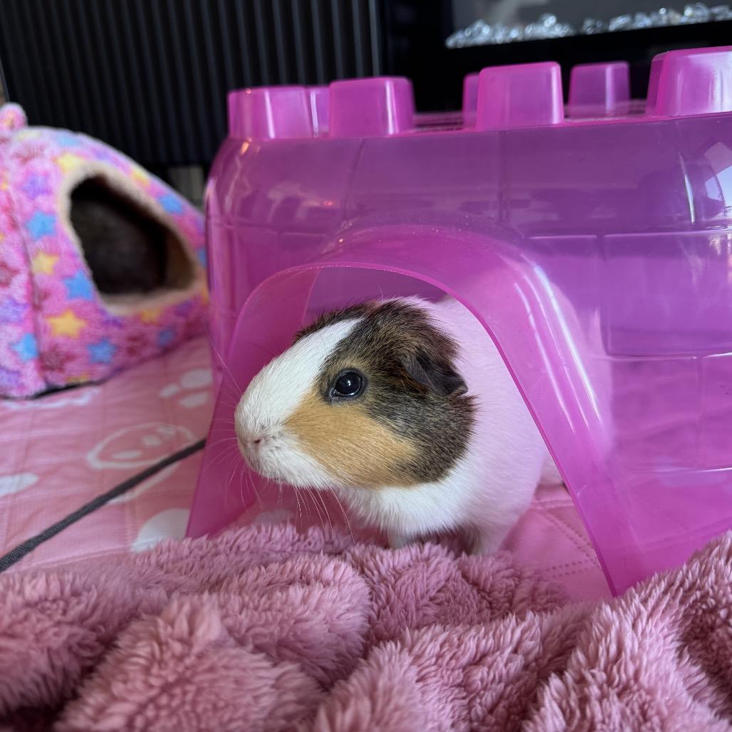 Mocha, Adoptable, Adult Female Guinea Pig & Guinea Pig.