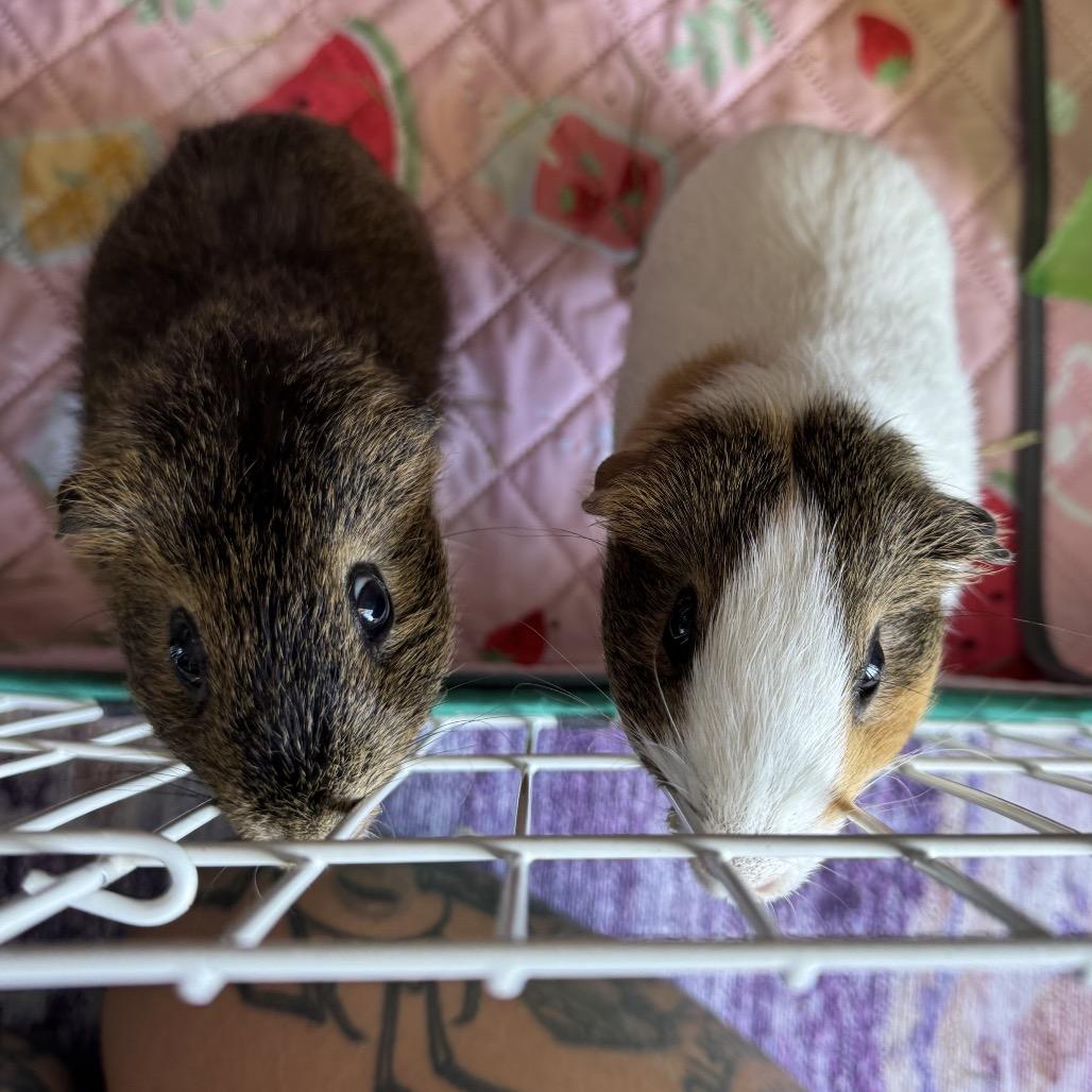 Enlarge Nugget, a Adoptable mixed breed in Miami, FL image 2/6