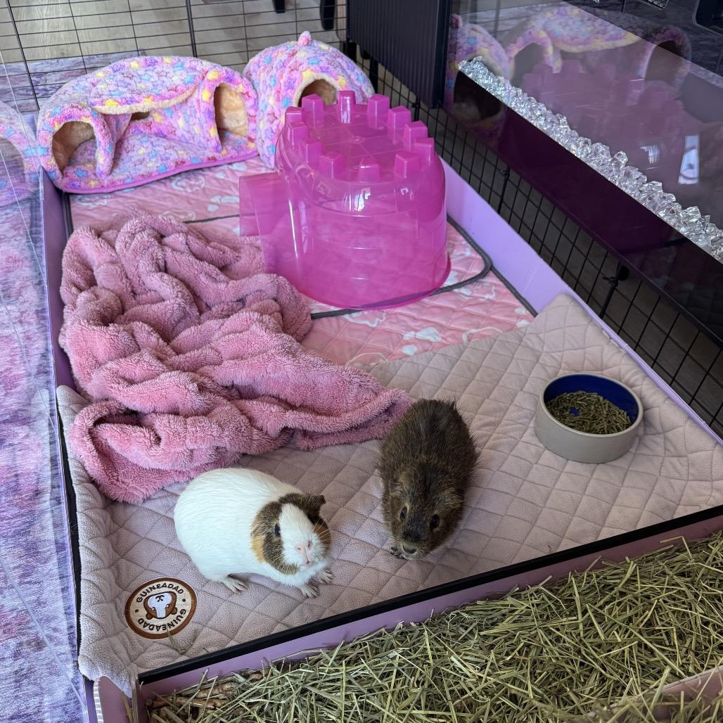 Enlarge Nugget, a Adoptable mixed breed in Miami, FL image 3/6