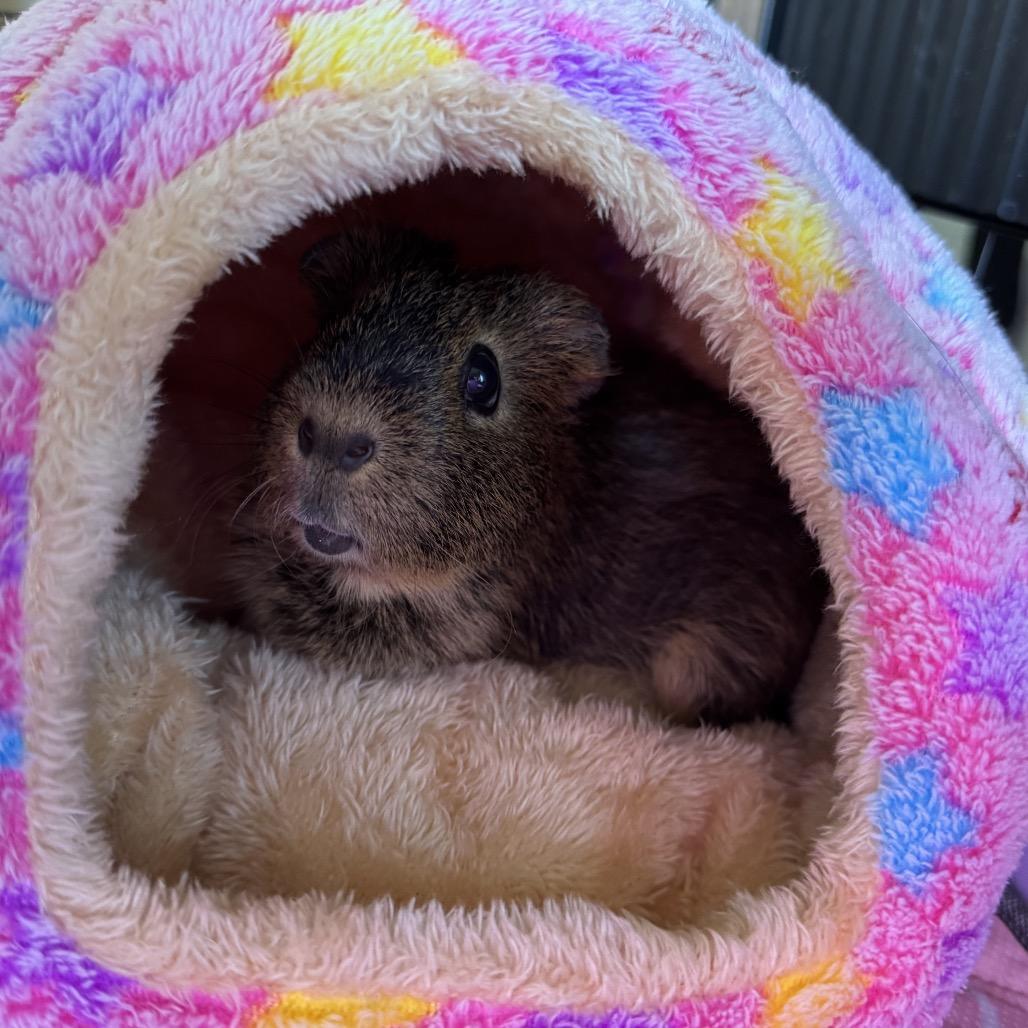 Enlarge Nugget, a Adoptable mixed breed in Miami, FL image 3/6