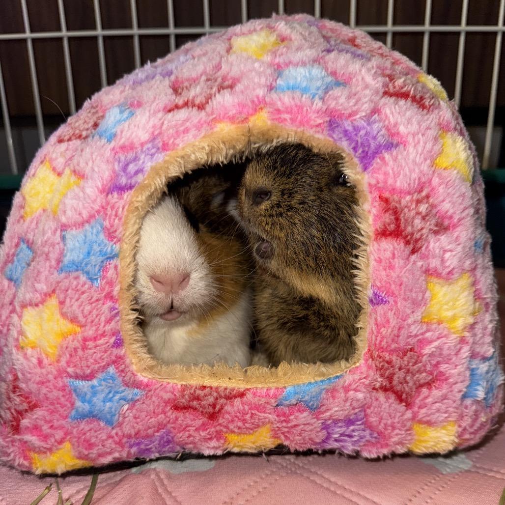 Enlarge Nugget, a Adoptable mixed breed in Miami, FL image 4/6