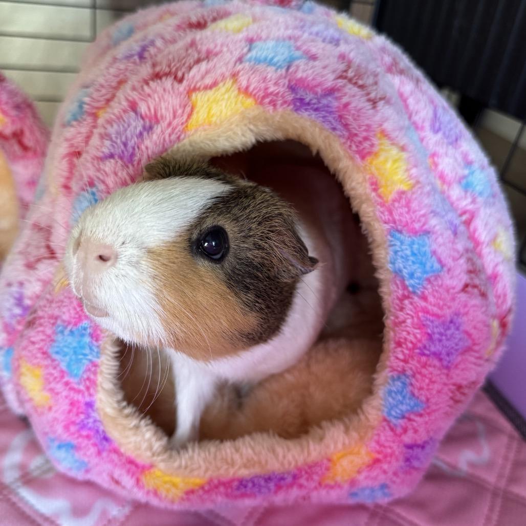 Enlarge Nugget, a Adoptable mixed breed in Miami, FL image 5/6