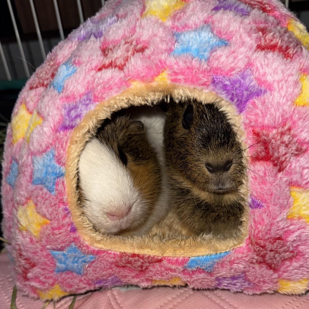 Enlarge Nugget, a Adoptable mixed breed in Miami, FL image 6/6