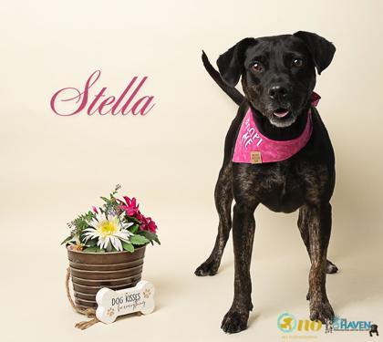 Enlarge Stella, a Adoptable mixed breed in Fairhope, AL image 1/1