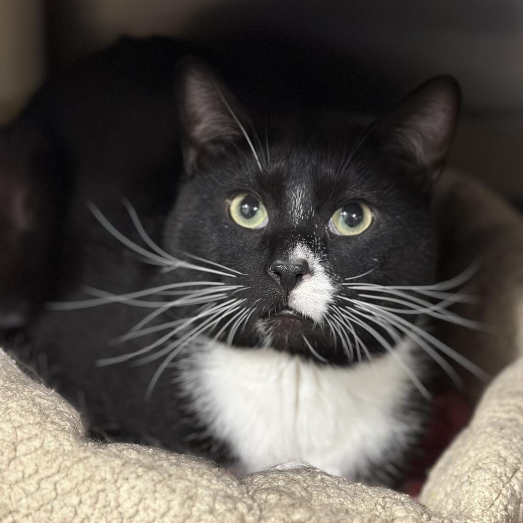 Taylor, Adoptable, Young Male Domestic Short Hair.