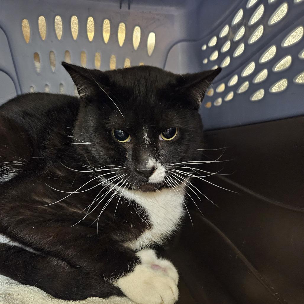 Enlarge Taylor, a Adoptable Domestic Short Hair in Saint Cloud, MN image 3/6