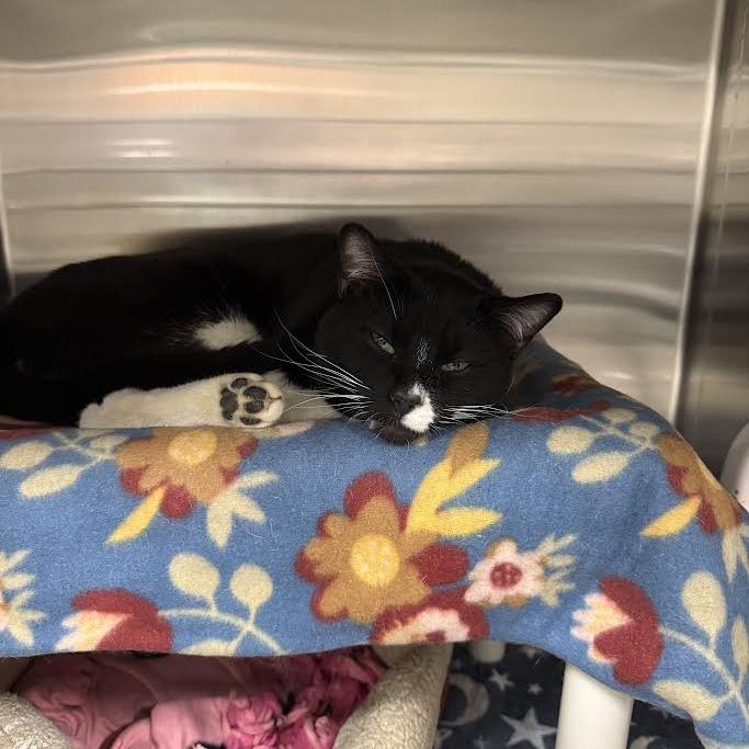 Enlarge Taylor, a Adoptable Domestic Short Hair in Saint Cloud, MN image 4/6