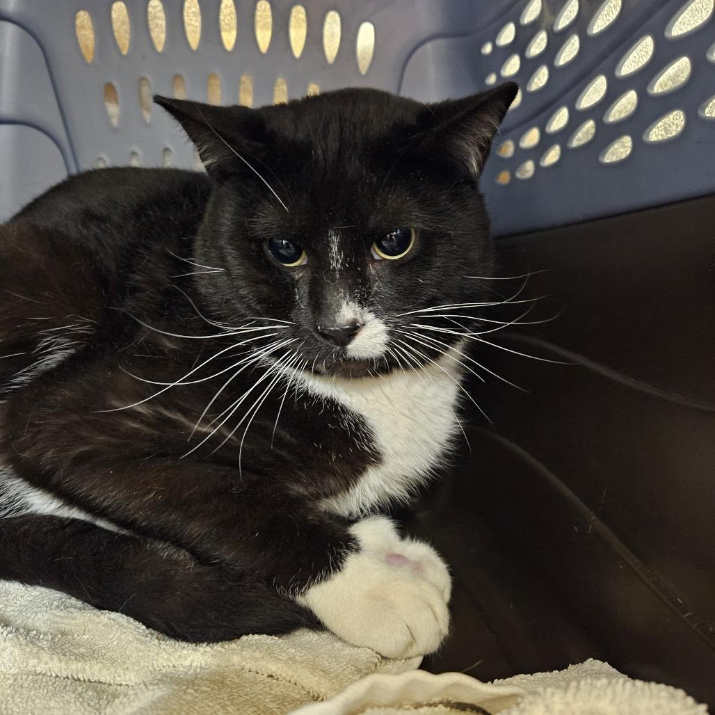 Enlarge Taylor, a Adoptable Domestic Short Hair in Saint Cloud, MN image 5/6