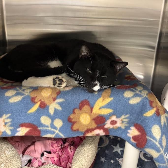 Enlarge Taylor, a Adoptable Domestic Short Hair in Saint Cloud, MN image 6/6