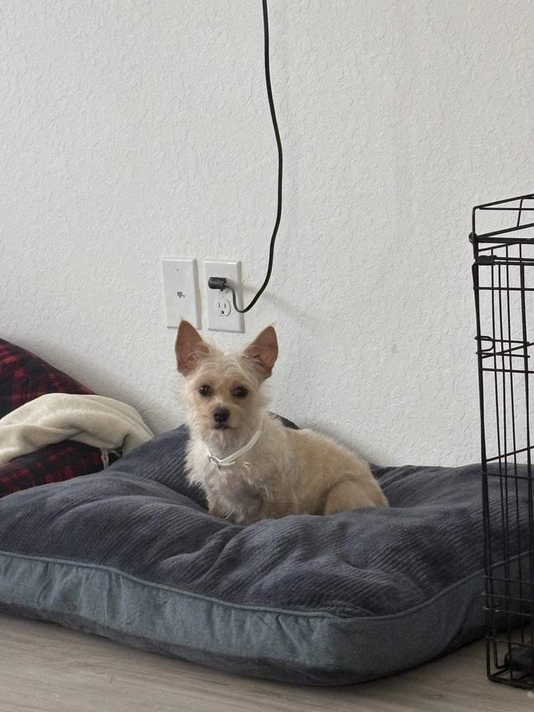 Deedee, Adopted, Young Female Yorkshire Terrier & Mixed Breed.