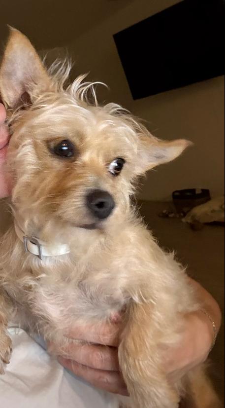 Enlarge Deedee, a Adopted mixed breed in Denver, CO image 2/6