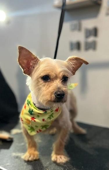 Enlarge Deedee, a Adopted mixed breed in Denver, CO image 4/6