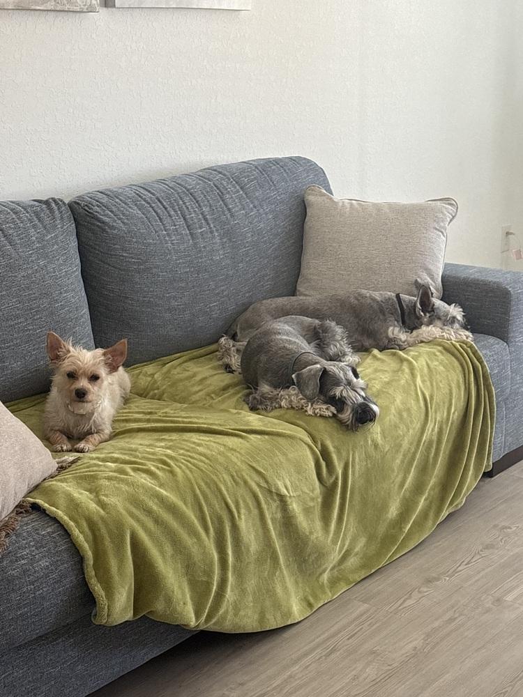 Enlarge Deedee, a Adopted mixed breed in Denver, CO image 5/6