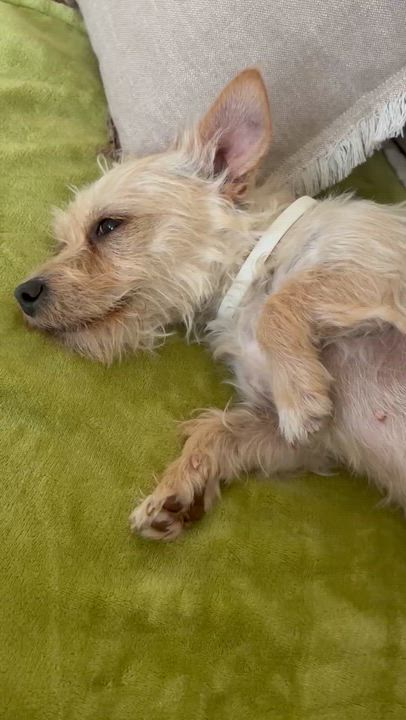 Enlarge Deedee, a Adopted mixed breed in Denver, CO video 6/6