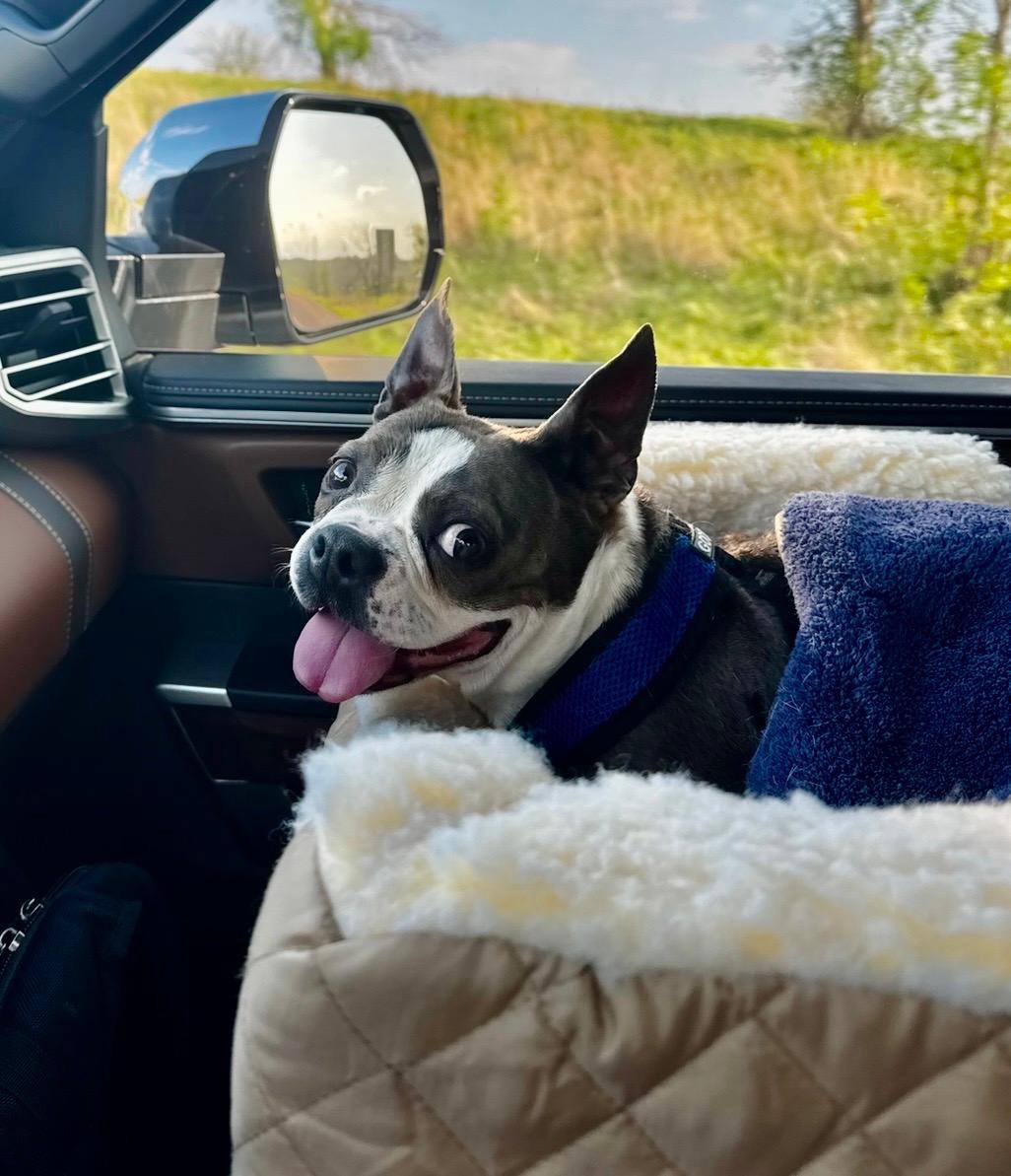 Enlarge Willa in NE, a Adoptable Boston Terrier in Elkhorn, NE image 6/6