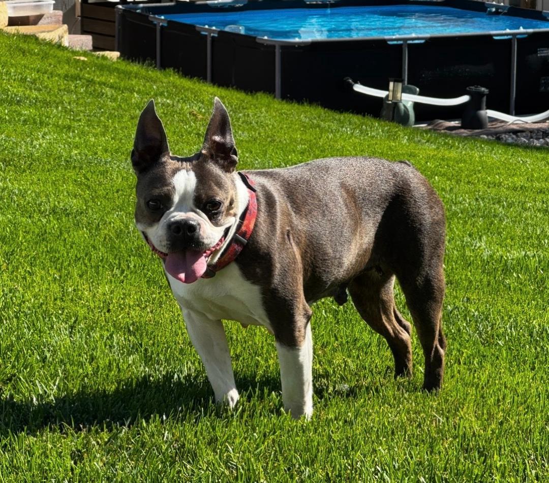 Enlarge Willa in NE, a Adoptable Boston Terrier in Elkhorn, NE image 4/6