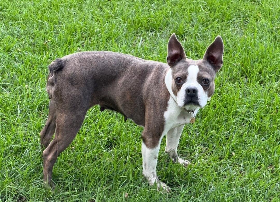 Enlarge Willa in NE, a Adoptable Boston Terrier in Elkhorn, NE image 3/6