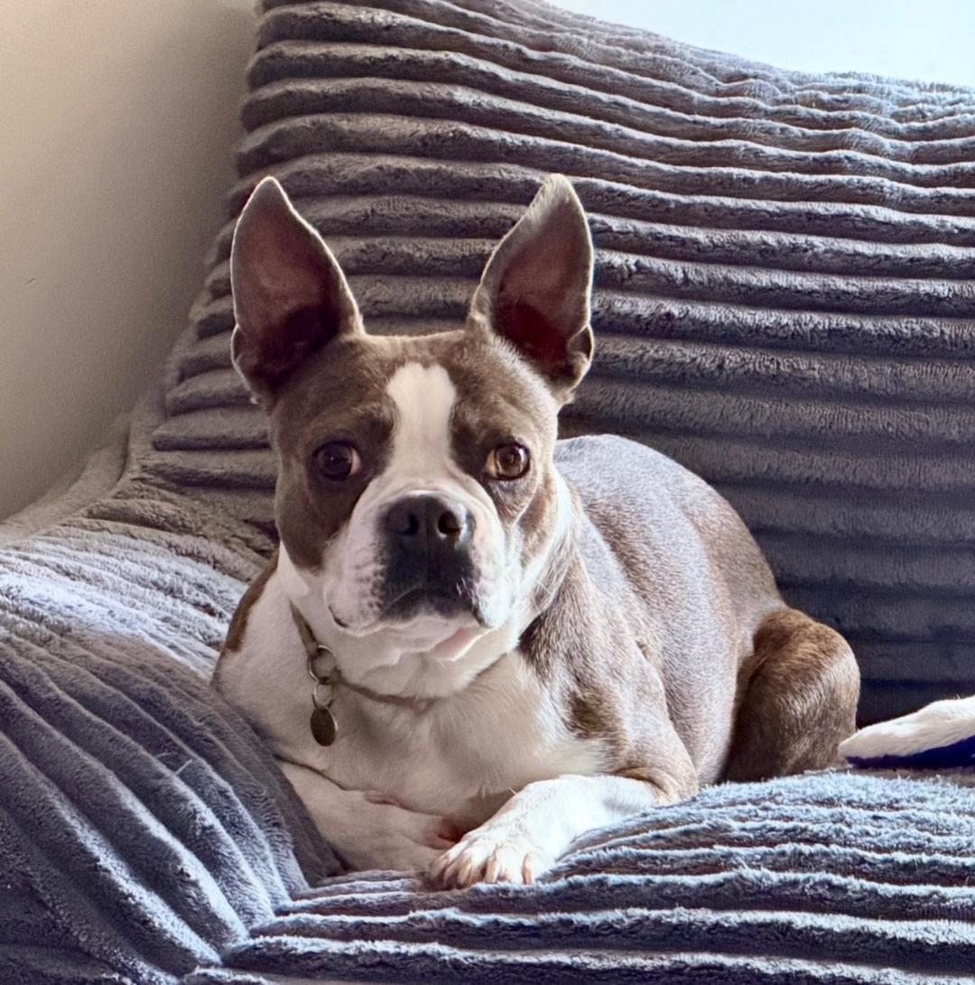 Willa in NE, Adoptable, Adult Female Boston Terrier.