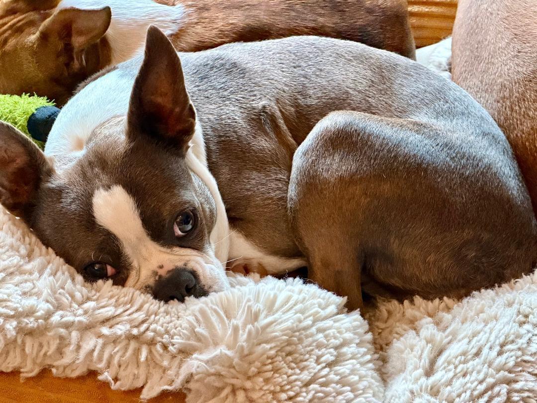 Enlarge Willa in NE, a Adoptable Boston Terrier in Elkhorn, NE image 2/6