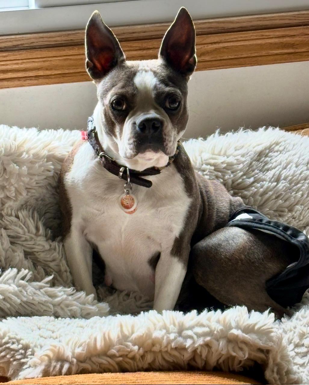 Enlarge Willa in NE, a Adoptable Boston Terrier in Elkhorn, NE image 5/6