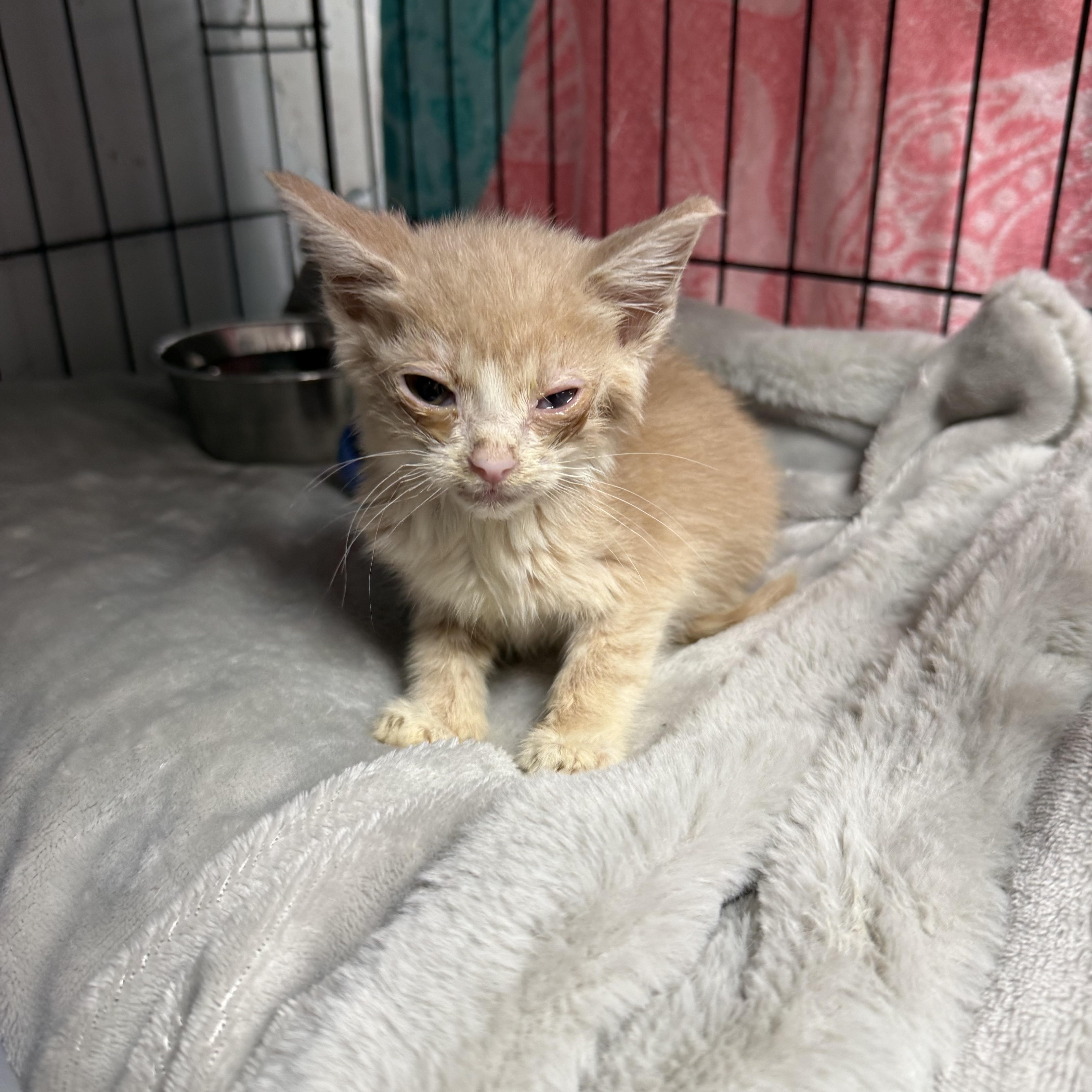 Dorito Fingers, Adoptable, Kitten Male Domestic Short Hair.