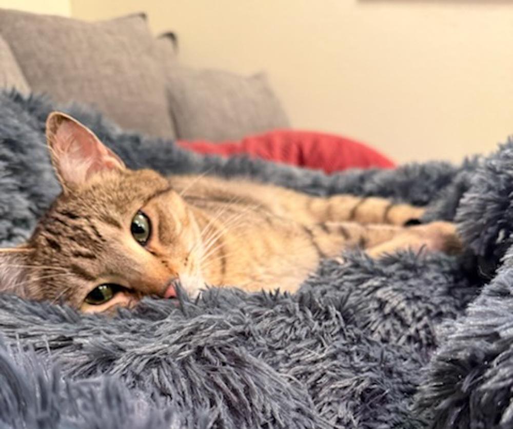 Rooster, an adoptable Tabby in Westminster, CO image 1/5