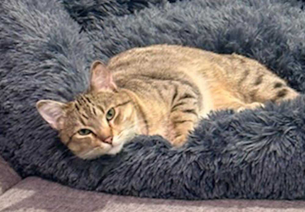 Rooster, an adoptable Tabby in Westminster, CO image 2/5