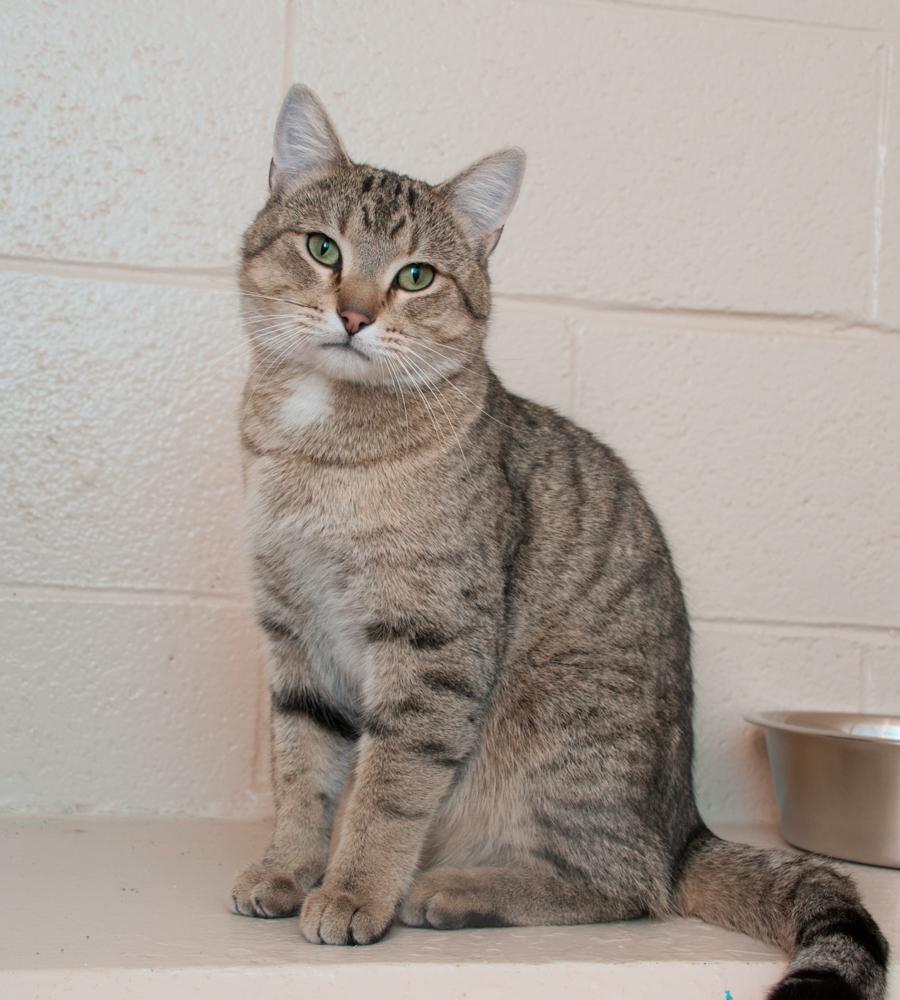 Rooster, adopted, Adult Male Tabby.