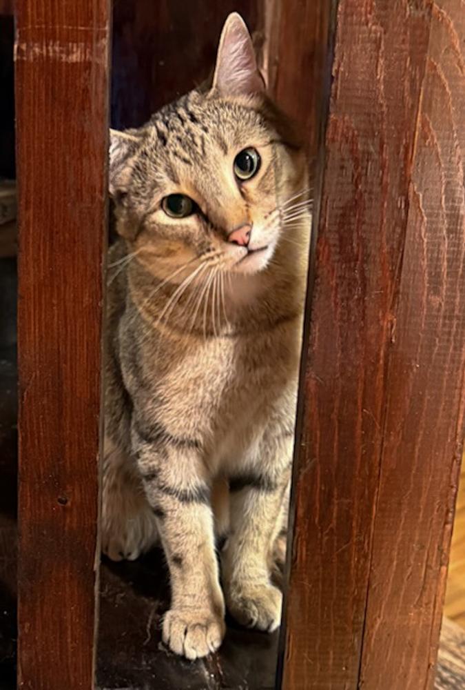 Rooster, an adoptable Tabby in Westminster, CO image 5/5