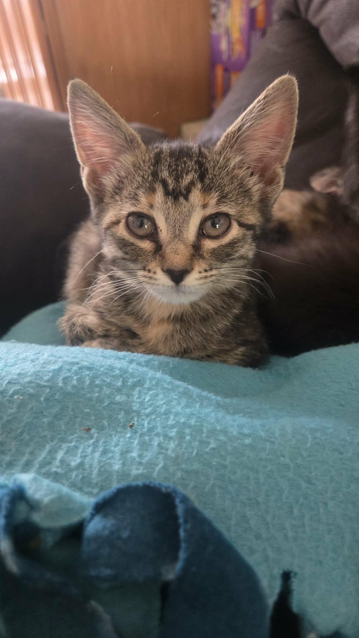 Claire, Adoptable, Kitten Female Domestic Short Hair.