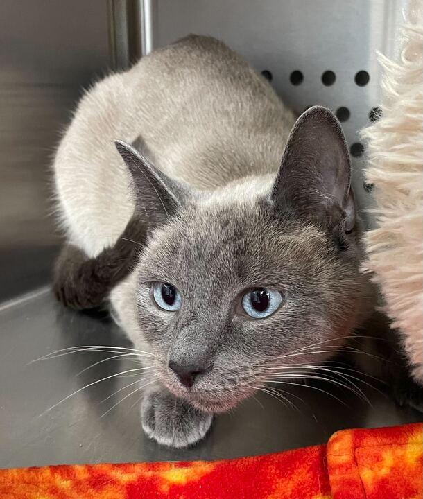 Enlarge Avocado Beanstalk, an adoptable Siamese in Jackson, MI image 3/5