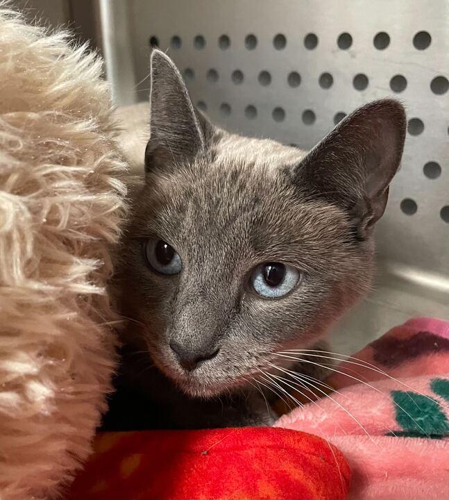 Enlarge Avocado Beanstalk, an adoptable Siamese in Jackson, MI image 2/5