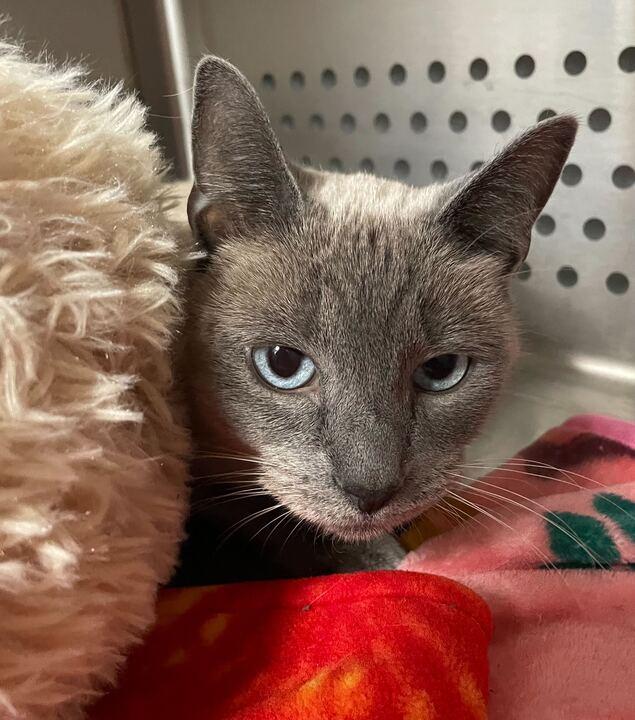 Enlarge Avocado Beanstalk, an adoptable Siamese in Jackson, MI image 4/5